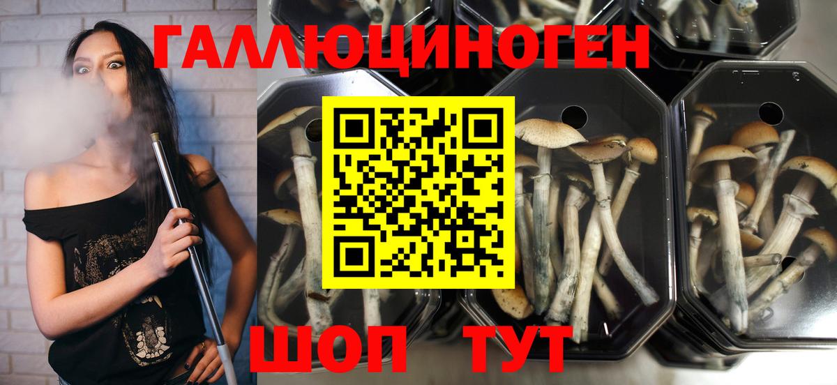 Галлюциногенные грибы Magic Shrooms  Вход с VPN  Псилоцибиновые грибы ЛСД  как найти наркотики  Курчалой 
